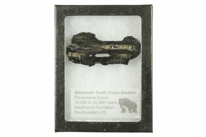 Mammoth Molar Slice With Case - South Carolina #291249